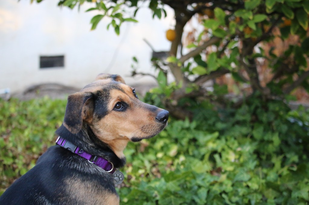 Searching for a New&nbsp;Friend